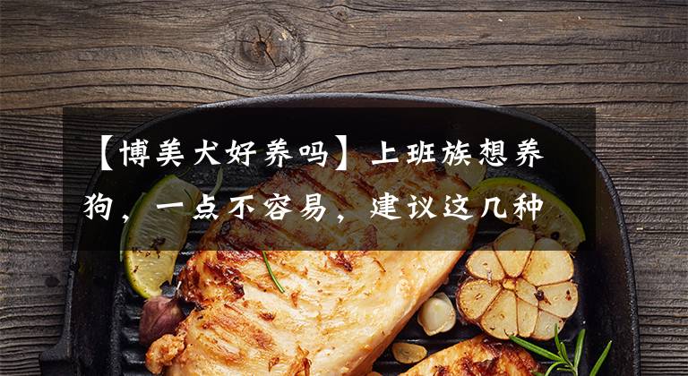 【博美犬好养吗】上班族想养狗，一点不容易，建议这几种比较容易养的