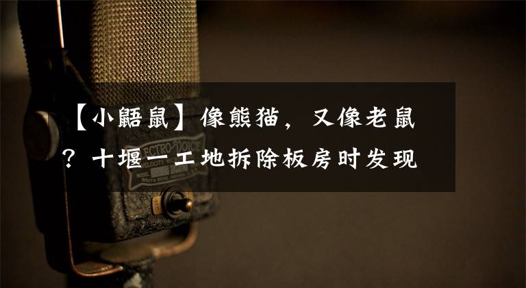 【小鼯鼠】像熊猫，又像老鼠？十堰一工地拆除板房时发现的，你认识吗