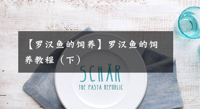 【罗汉鱼的饲养】罗汉鱼的饲养教程（下）