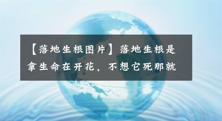【落地生根图片】落地生根是拿生命在开花，不想它死那就这样做！
