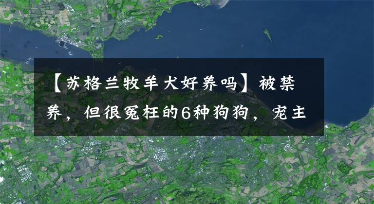 【苏格兰牧羊犬好养吗】被禁养，但很冤枉的6种狗狗，宠主：请不要再禁养了