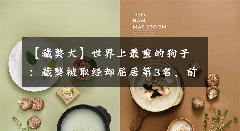 【藏獒犬】世界上最重的狗子：藏獒被取经却屈居第3名，前2名都是什么来头？