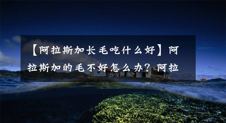 【阿拉斯加长毛吃什么好】阿拉斯加的毛不好怎么办？阿拉斯加吃什么毛色好？