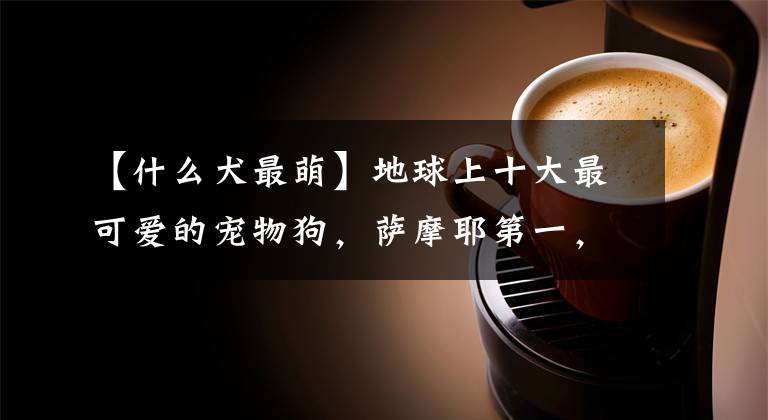 【什么犬最萌】地球上十大最可爱的宠物狗，萨摩耶第一，比熊第二，你喜欢哪个？