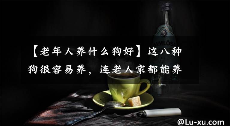 【老年人养什么狗好】这八种狗很容易养，连老人家都能养。尤其是最后这种狗！