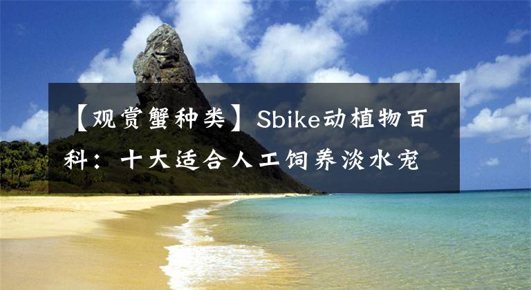 【观赏蟹种类】Sbike动植物百科：十大适合人工饲养淡水宠物蟹，常见易获取