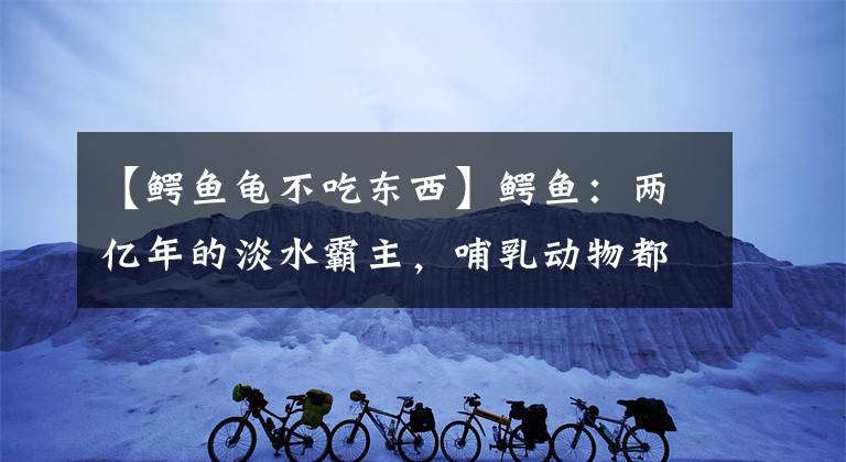 【鳄鱼龟不吃东西】鳄鱼：两亿年的淡水霸主，哺乳动物都竞争不过