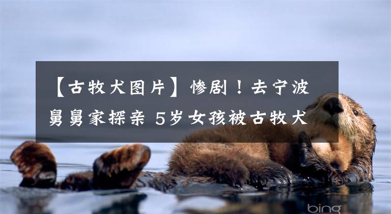 【古牧犬图片】惨剧！去宁波舅舅家探亲 5岁女孩被古牧犬咬下右耳