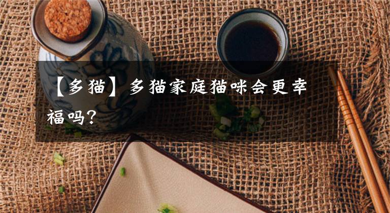 【多猫】多猫家庭猫咪会更幸福吗？