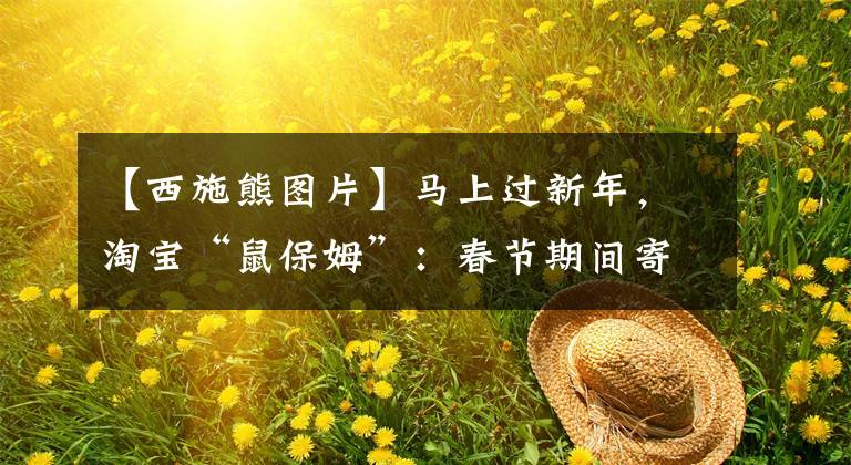 【西施熊图片】马上过新年，淘宝“鼠保姆”：春节期间寄养不涨价，床位1元/天