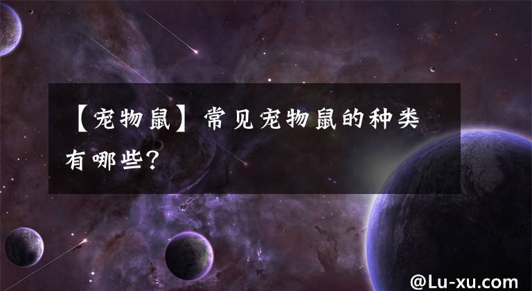 【宠物鼠】常见宠物鼠的种类有哪些？