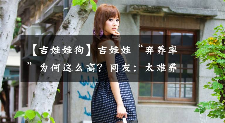 【吉娃娃狗】吉娃娃“弃养率”为何这么高？网友：太难养了