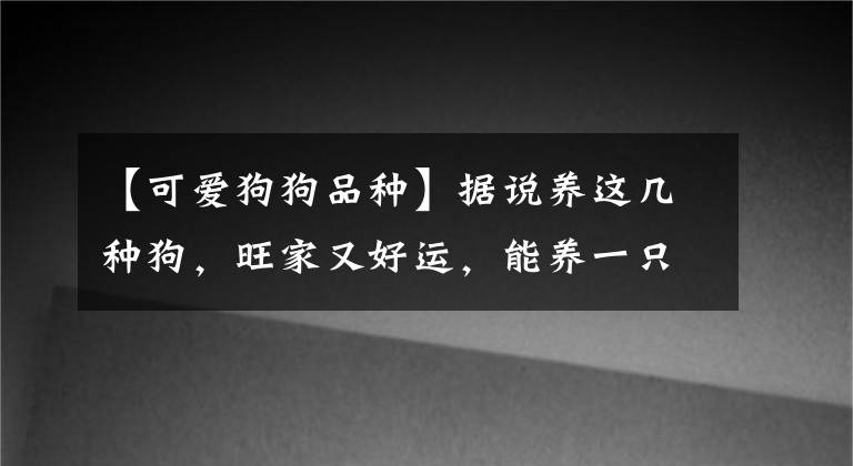 【可爱狗狗品种】据说养这几种狗，旺家又好运，能养一只真好