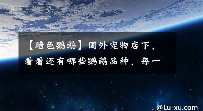 【暗色鹦鹉】国外宠物店下，看看还有哪些鹦鹉品种，每一只都是价值不菲