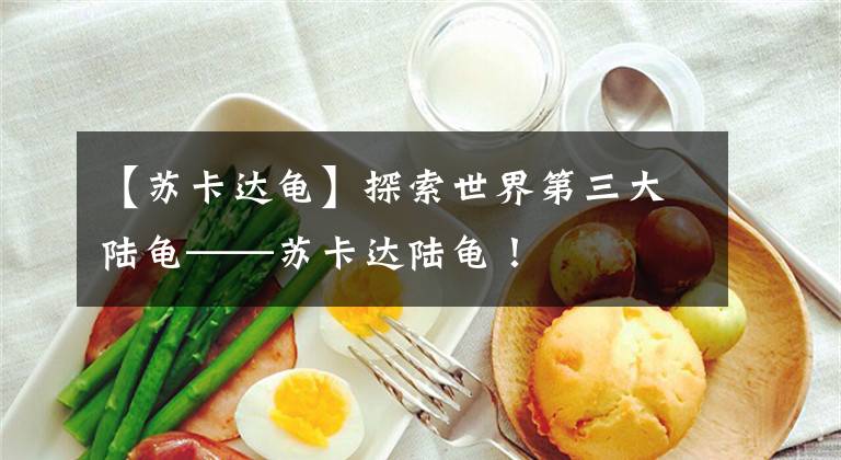 【苏卡达龟】探索世界第三大陆龟——苏卡达陆龟！