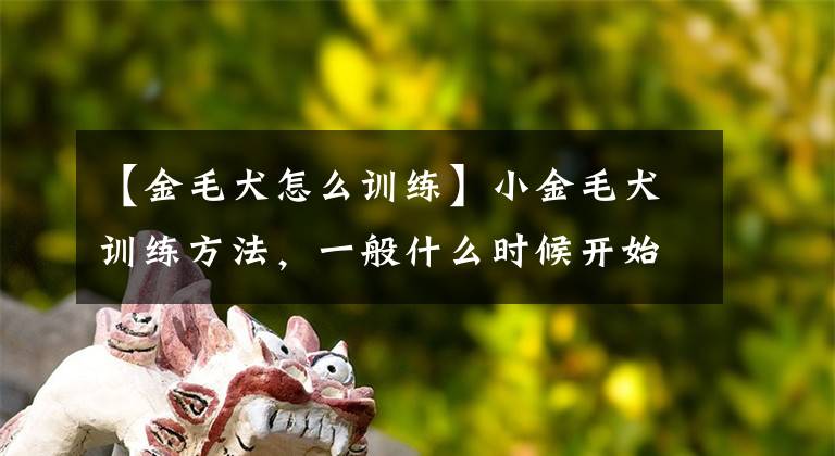 【金毛犬怎么训练】小金毛犬训练方法，一般什么时候开始？