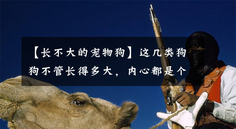 【长不大的宠物狗】这几类狗狗不管长得多大，内心都是个小孩子，性情非常温柔友好