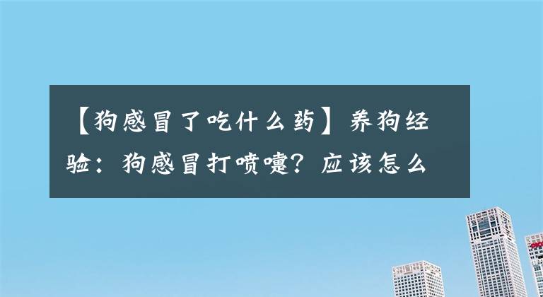 【狗感冒了吃什么药】养狗经验：狗感冒打喷嚏？应该怎么处理？需要采取的措施参考