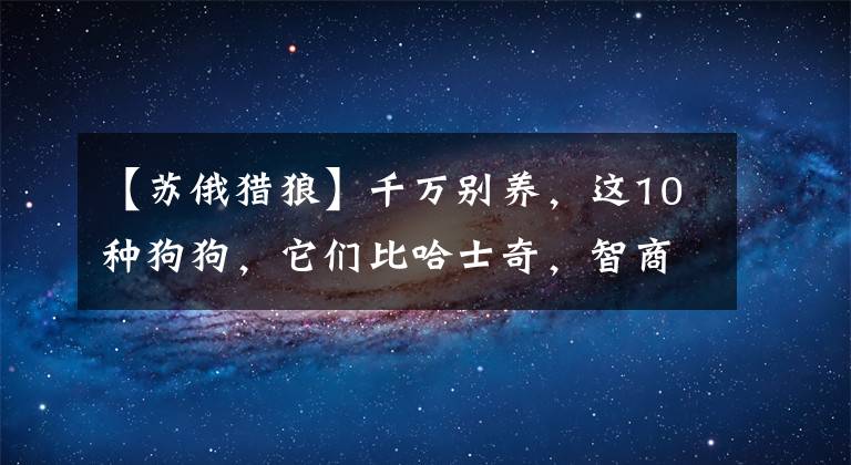 【苏俄猎狼】千万别养，这10种狗狗，它们比哈士奇，智商更低
