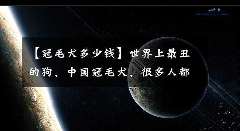 【冠毛犬多少钱】世界上最丑的狗，中国冠毛犬，很多人都没见过!