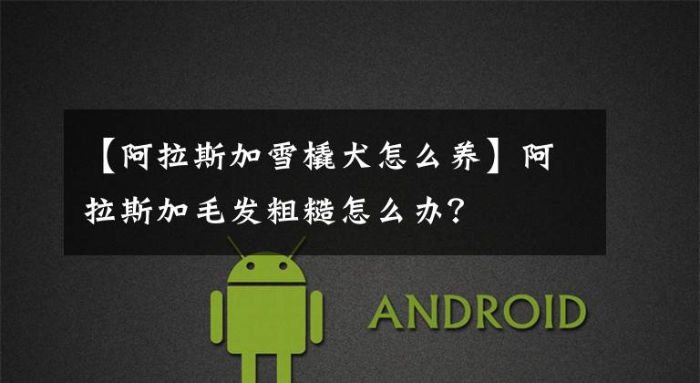 【阿拉斯加雪橇犬怎么养】阿拉斯加毛发粗糙怎么办？