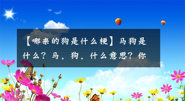 【哪来的狗是什么梗】马狗是什么？马，狗，什么意思？你从哪儿弄来的？