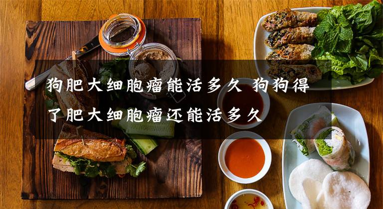 狗肥大细胞瘤能活多久 狗狗得了肥大细胞瘤还能活多久