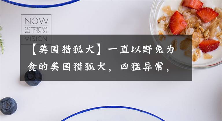 【美国猎狐犬】一直以野兔为食的美国猎狐犬，凶猛异常，几乎没谁追的上