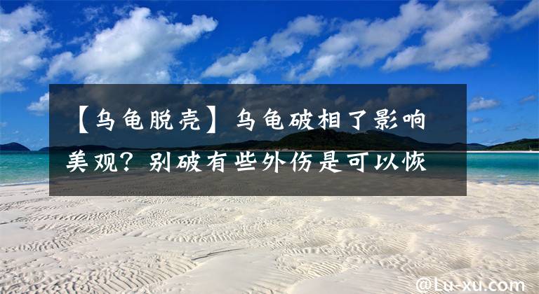 【乌龟脱壳】乌龟破相了影响美观？别破有些外伤是可以恢复的，看了你就知道了