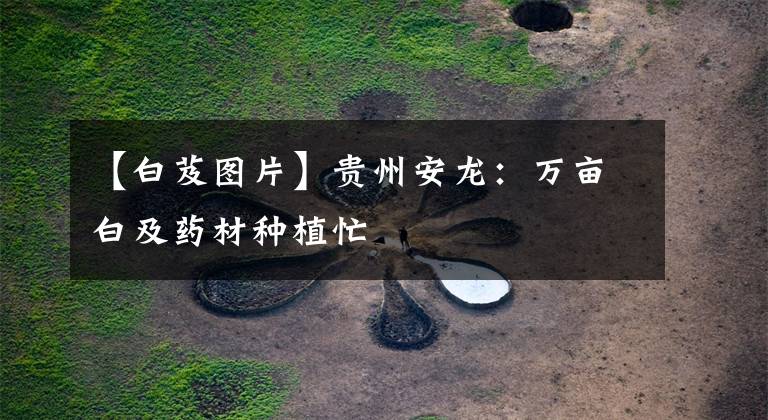 【白芨图片】贵州安龙：万亩白及药材种植忙