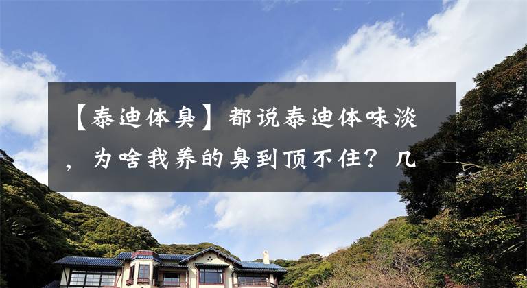 【泰迪体臭】都说泰迪体味淡，为啥我养的臭到顶不住？几种有味道的病了解一下