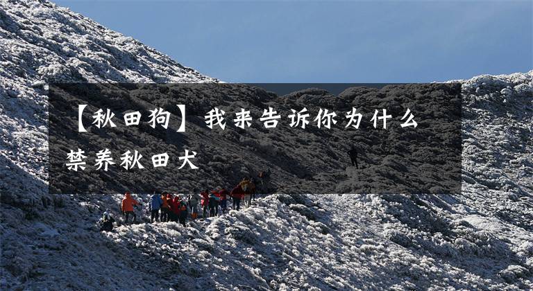 【秋田狗】我来告诉你为什么禁养秋田犬