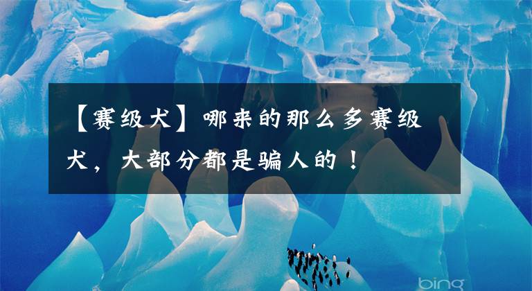 【赛级犬】哪来的那么多赛级犬，大部分都是骗人的！
