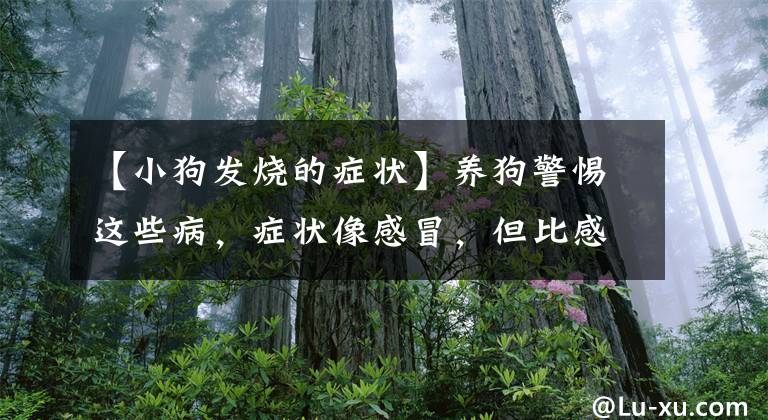 【小狗发烧的症状】养狗警惕这些病，症状像感冒，但比感冒严重得多