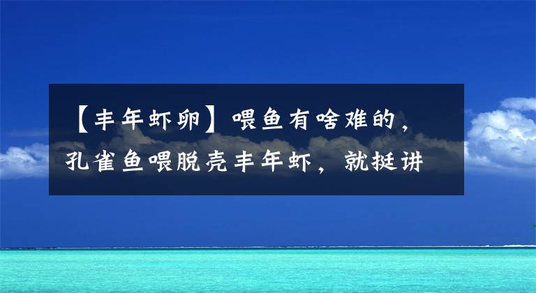 【丰年虾卵】喂鱼有啥难的，孔雀鱼喂脱壳丰年虾，就挺讲究，你会喂鱼吗？