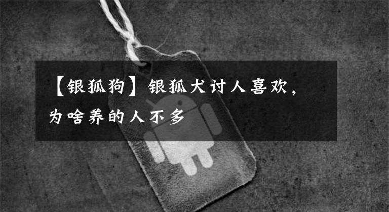 【银狐狗】银狐犬讨人喜欢，为啥养的人不多