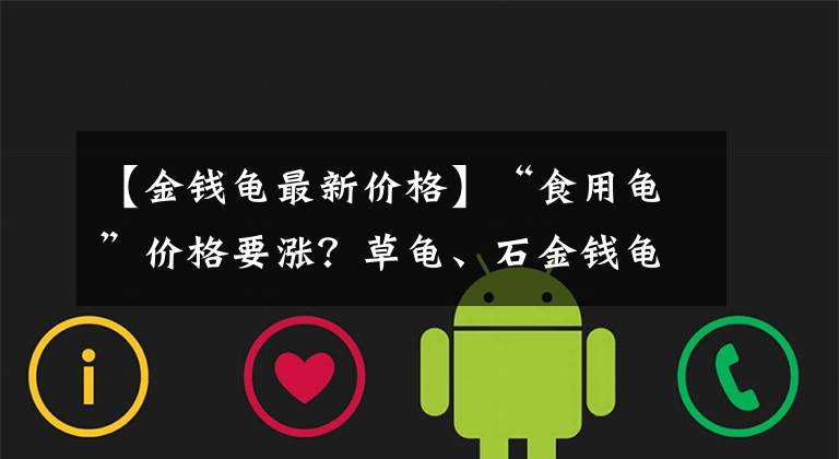 【金钱龟最新价格】“食用龟”价格要涨？草龟、石金钱龟价格变动