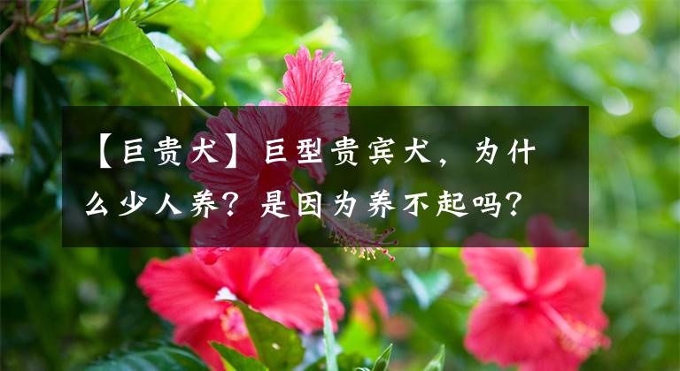 【巨贵犬】巨型贵宾犬，为什么少人养？是因为养不起吗？