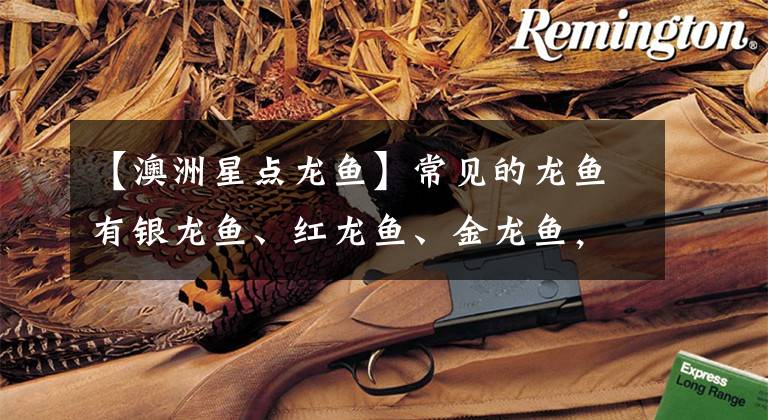 【澳洲星点龙鱼】常见的龙鱼有银龙鱼、红龙鱼、金龙鱼，这期分享各个洲龙鱼品种