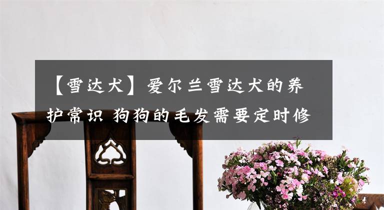 【雪达犬】爱尔兰雪达犬的养护常识 狗狗的毛发需要定时修理