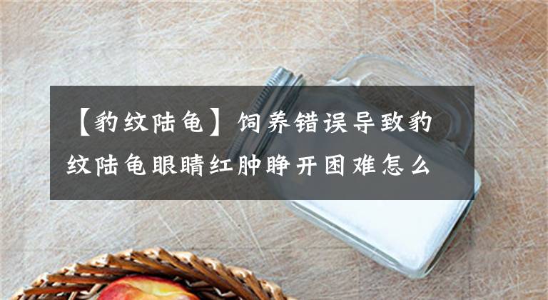 【豹纹陆龟】饲养错误导致豹纹陆龟眼睛红肿睁开困难怎么拯救？