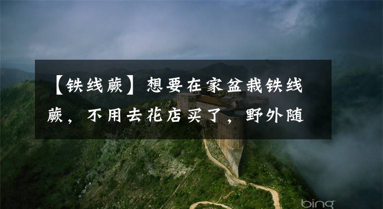 【铁线蕨】想要在家盆栽铁线蕨，不用去花店买了，野外随手都能采得到
