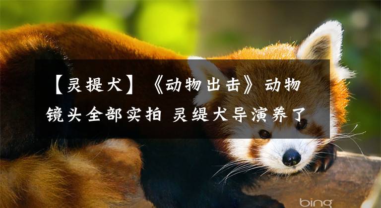 【灵提犬】《动物出击》动物镜头全部实拍 灵缇犬导演养了10年