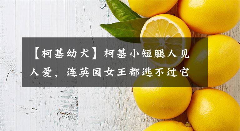 【柯基幼犬】柯基小短腿人见人爱，连英国女王都逃不过它的魅力