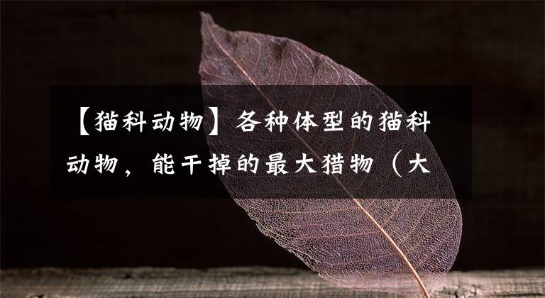 【猫科动物】各种体型的猫科动物，能干掉的最大猎物（大到小排行）