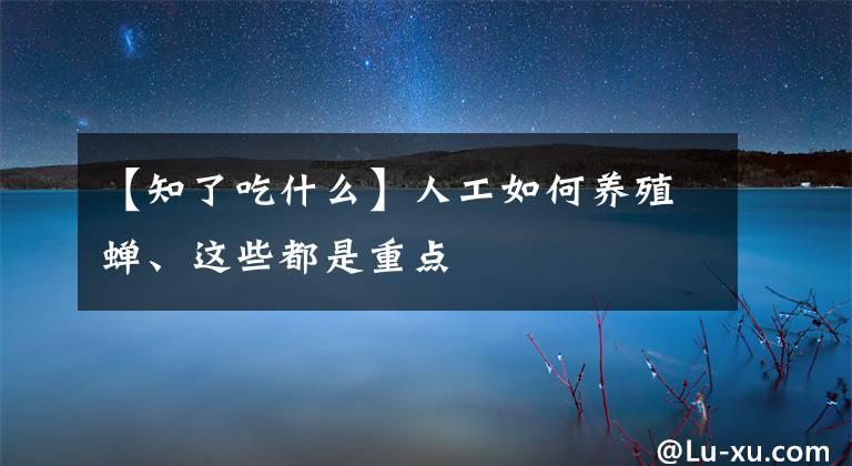 【知了吃什么】人工如何养殖蝉、这些都是重点