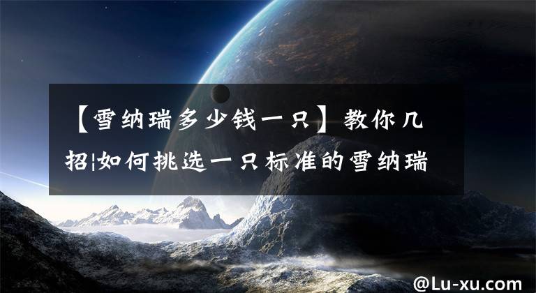 【雪纳瑞多少钱一只】教你几招|如何挑选一只标准的雪纳瑞