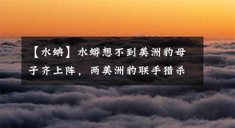 【水蚺】水蟒想不到美洲豹母子齐上阵，两美洲豹联手猎杀水蚺！