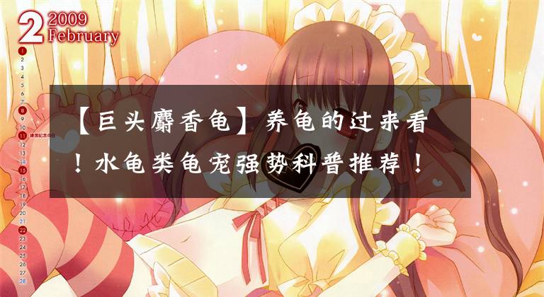 【巨头麝香龟】养龟的过来看！水龟类龟宠强势科普推荐！