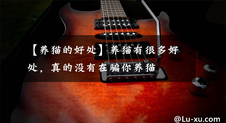 【养猫的好处】养猫有很多好处，真的没有在骗你养猫